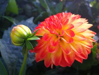 Close-up of flowers blooming outdoors