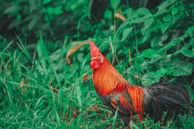 View of a bird on field