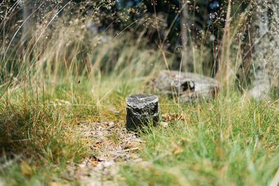 Rocks on field