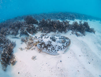 High angle view of fish swimming in sea