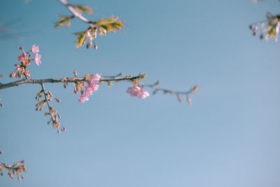 Low angle view of pink flowers against sky