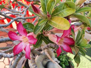 Close-up of pink flowering plant