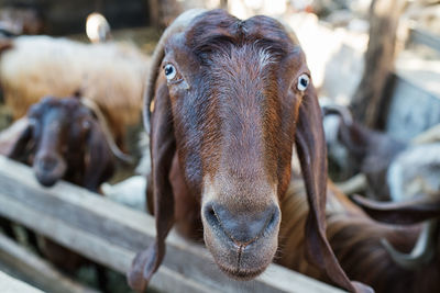 Close-up portrait of a horse