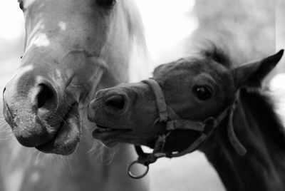 Close-up of horse and foal