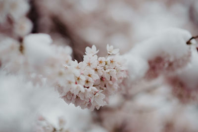 Close-up of cherry blossom