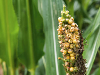 Close-up of fruit growing on plant