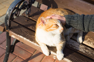 High angle view of cat sitting on bench