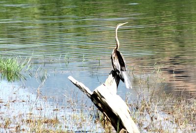 Bird flying over lake