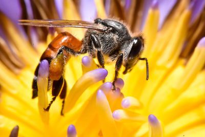 Close-up of bee pollinating on flower