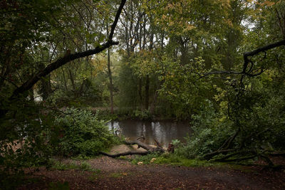 Trees growing by river in forest