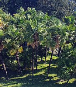 Palm trees on field