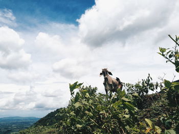 Low angle view of dog on plant against sky