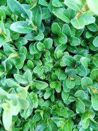 Full frame shot of green leaves