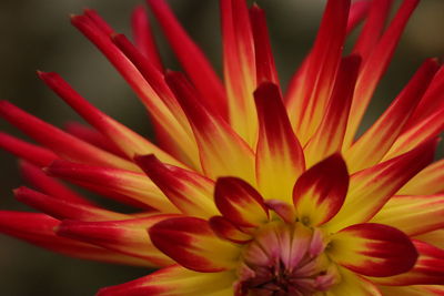 Close-up of red flower