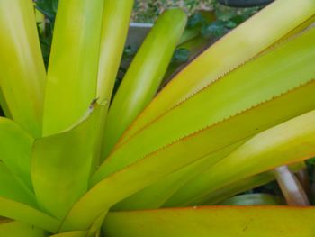 Full frame shot of succulent plant