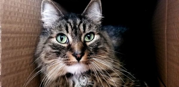 Close-up portrait of cat at home