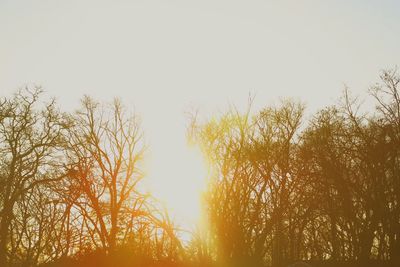 Close-up of grass against sky during sunset