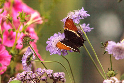 Close-up of butterfly on purple flowers