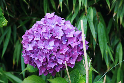 plant