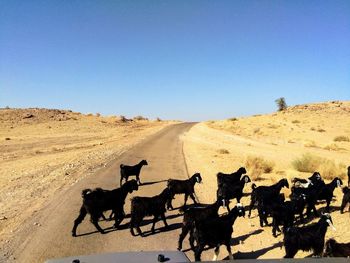 Sheeps walking on jaisalmer road