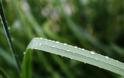 Close-up of wet plant during rainy season