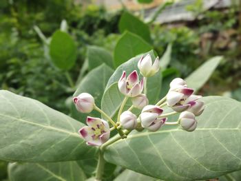 Close-up of flowering plant