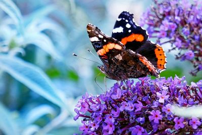 Close-up of butterfly pollinating on purple flower