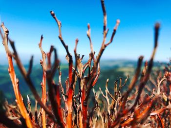 Close-up of plants against sky