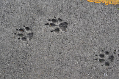 High angle view of paw prints on road