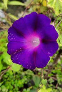 Close-up of purple flowering plant