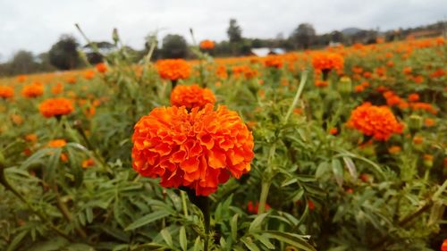 Close-up of marigold flowers blooming on field