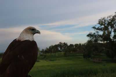 Bird on a field