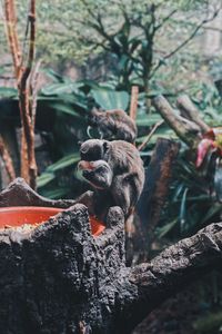 View of crab on tree trunk