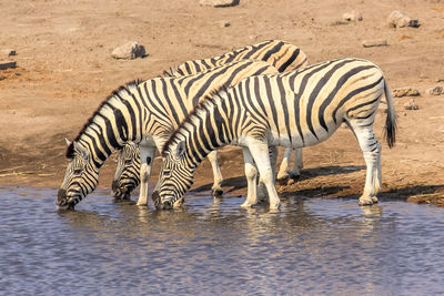 Zebra drinking water from pond 