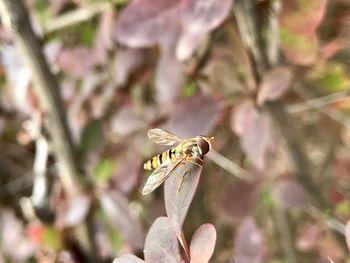 Close-up of bee pollinating on flower
