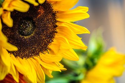 Close-up of yellow sunflower