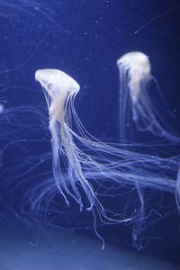 Close-up of jellyfish swimming in sea