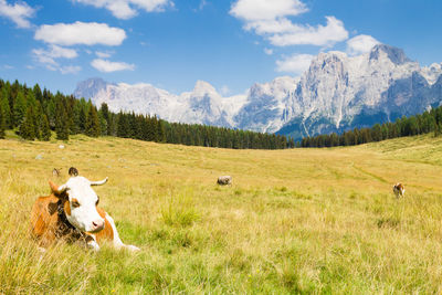 Sheep in a field