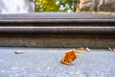 Close-up of autumn leaves on road