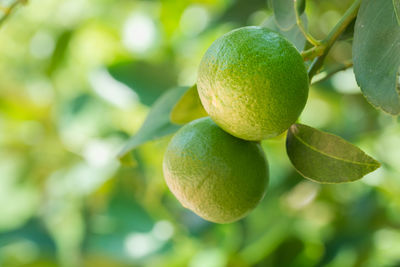 Close-up of fruit growing on tree