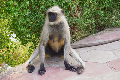 Monkey sitting on tree in zoo