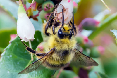 Close-up of bee on flower