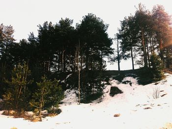 Trees against sky