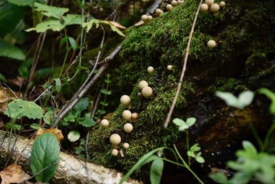 Close-up of mushrooms growing on field