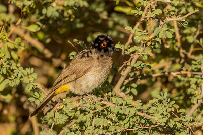 Bird perching on plant