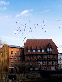 Flock of birds flying over building