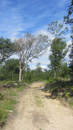 Road amidst bare trees against sky