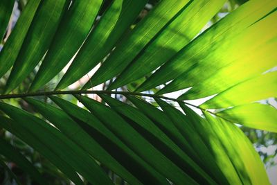 Full frame shot of leaves