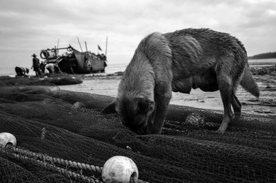 Close-up of horse on field against sky