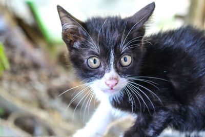 Close-up portrait of kitten